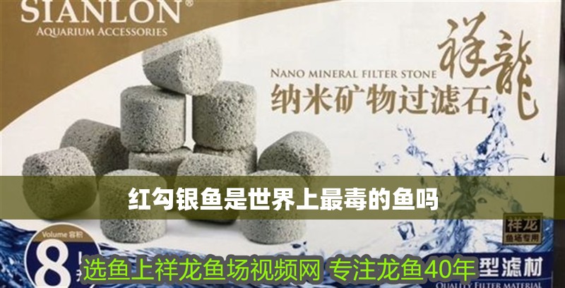 紅勾銀魚是世界上最毒的魚嗎