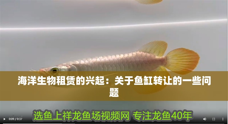 龍魚干蝦有營養嗎 海洋生物租賃的興起:關于魚缸轉讓的一些問題 魚缸百科 海洋生物租賃的興起:關于魚缸轉讓的一些問題 海洋生物租賃的興起:關于魚缸轉讓的一些問題 魚缸百科