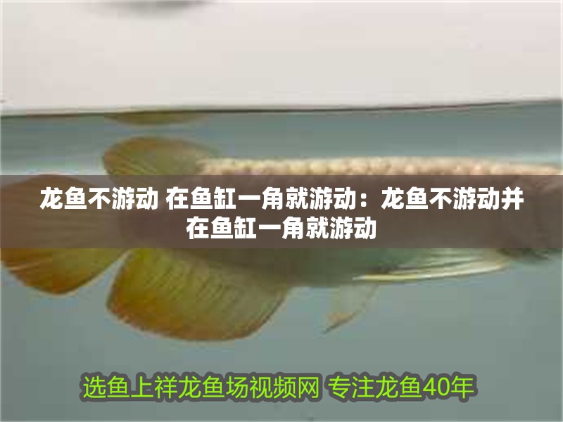龍魚不游動 在魚缸一角就游動：龍魚不游動并在魚缸一角就游動