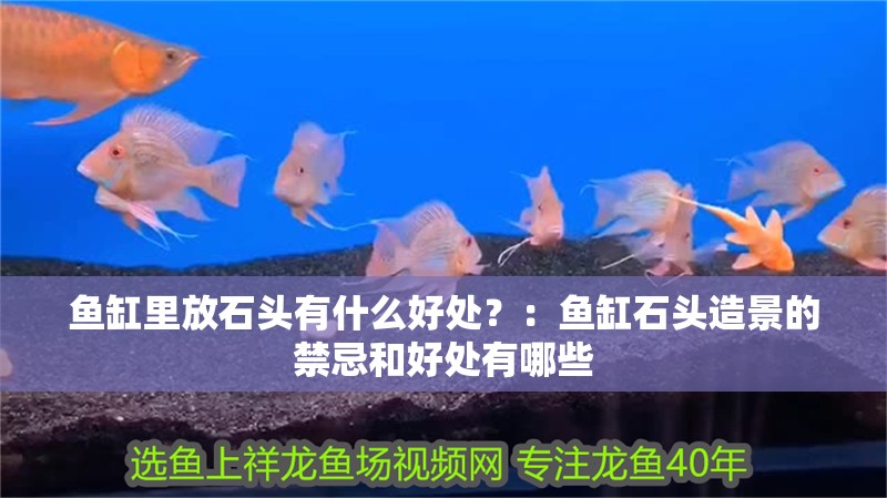 魚缸里放石頭有什么好處？：魚缸石頭造景的禁忌和好處有哪些
