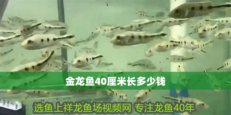 金龍魚40厘米長多少錢