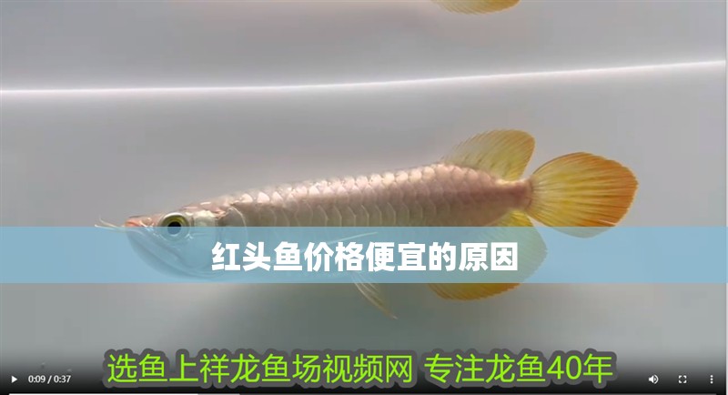 紅頭魚價格便宜的原因