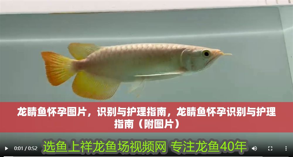 龍睛魚懷孕圖片，識(shí)別與護(hù)理指南，龍睛魚懷孕識(shí)別與護(hù)理指南（附圖片）