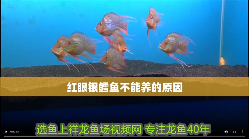紅眼銀鱈魚不能養的原因