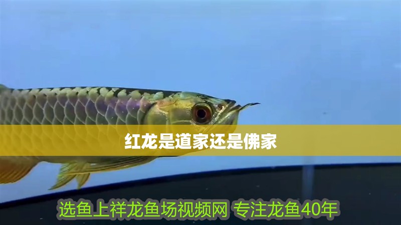 紅龍是道家還是佛家