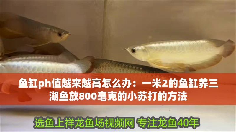 魚缸ph值越來越高怎么辦：一米2的魚缸養三湖魚放800毫克的小蘇打的方法