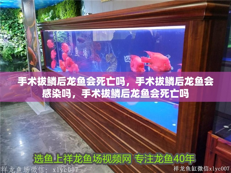 手術拔鱗后龍魚會死亡嗎，手術拔鱗后龍魚會感染嗎，手術拔鱗后龍魚會死亡嗎