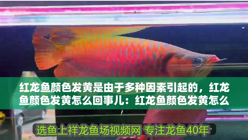 紅龍魚顏色發黃是由于多種因素引起的，紅龍魚顏色發黃怎么回事兒：紅龍魚顏色發黃怎么回事