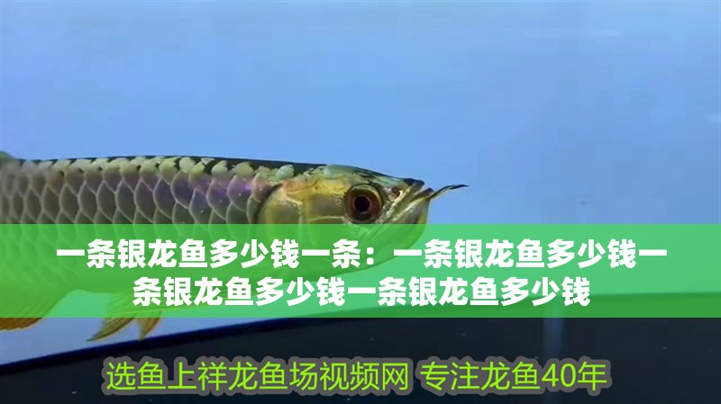 一條銀龍魚多少錢一條：一條銀龍魚多少錢一條銀龍魚多少錢一條銀龍魚多少錢