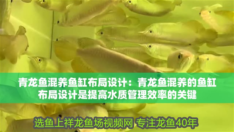 青龍魚混養魚缸布局設計：青龍魚混養的魚缸布局設計是提高水質管理效率的關鍵