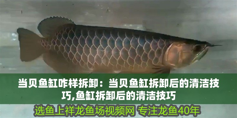 紅龍魚用黃燈烤有用嗎 當貝魚缸咋樣拆卸:當貝魚缸拆卸后的清潔技巧,魚缸拆卸后的清潔技巧 魚缸百科 當貝魚缸咋樣拆卸:當貝魚缸拆卸后的清潔技巧,魚缸拆卸后的清潔技巧 當貝魚缸咋樣拆卸:當貝魚缸拆卸后的清潔技巧,魚缸拆卸后的清潔技巧 魚缸百科
