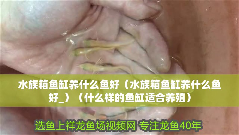 水族箱魚缸養什么魚好（水族箱魚缸養什么魚好_）（什么樣的魚缸適合養殖）