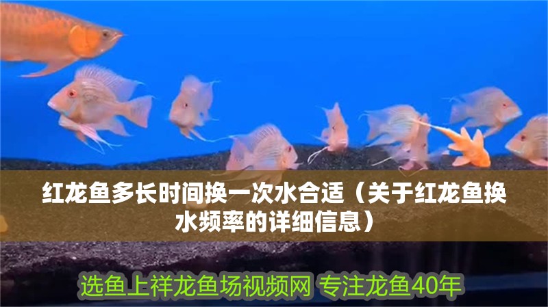紅龍魚多長時間換一次水合適（關于紅龍魚換水頻率的詳細信息）