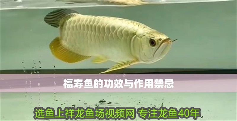 福壽魚的功效與作用禁忌