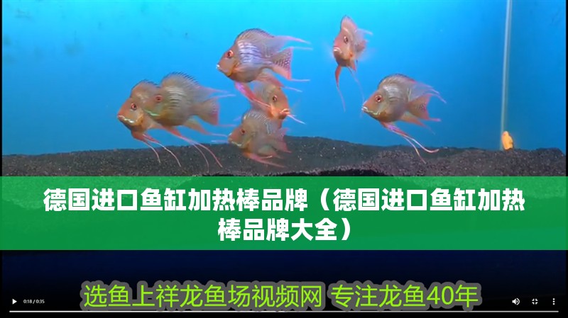 德國進口魚缸加熱棒品牌（德國進口魚缸加熱棒品牌大全） 德國進口魚缸加熱棒品牌（德國進口魚缸加熱棒品牌大全） 魚缸百科