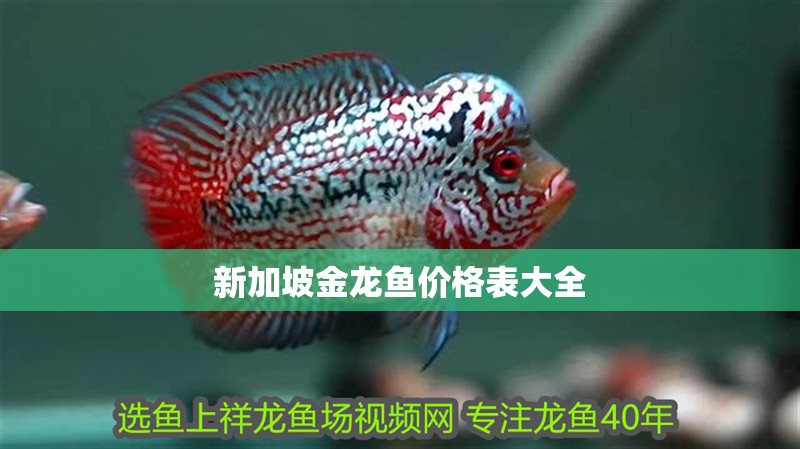 新加坡金龍魚價(jià)格表大全