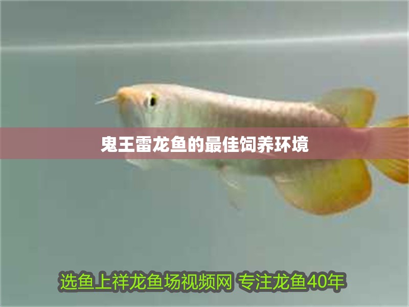 鬼王雷龍魚的最佳飼養環境
