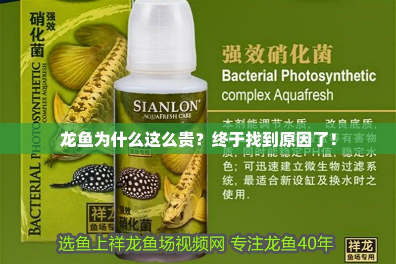 龍魚為什么這么貴？終于找到原因了！