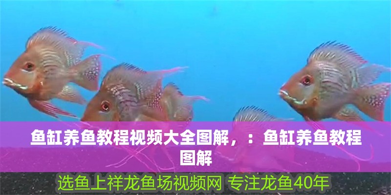 魚缸養(yǎng)魚教程視頻大全圖解，：魚缸養(yǎng)魚教程圖解