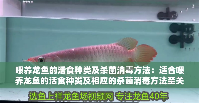喂養龍魚的活食種類及殺菌消毒方法：適合喂養龍魚的活食種類及相應的殺菌消毒方法至關重要
