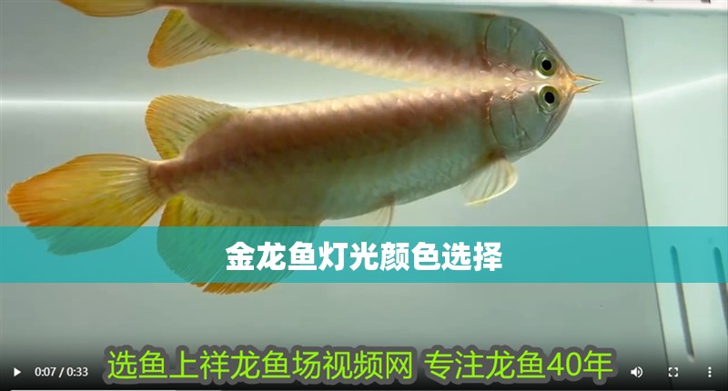 金龍魚燈光顏色選擇