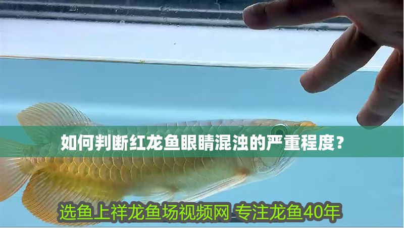 如何判斷紅龍魚眼睛混濁的嚴重程度？