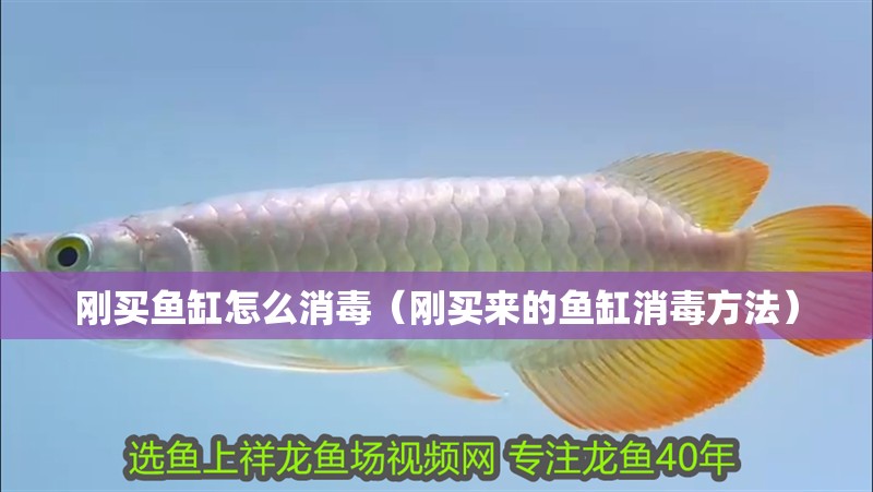 剛買魚缸怎么消毒（剛買來的魚缸消毒方法）