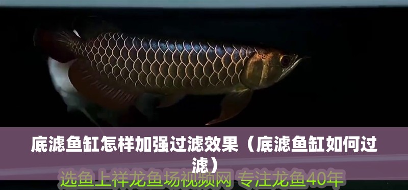 底濾魚缸怎樣加強(qiáng)過濾效果（底濾魚缸如何過濾）