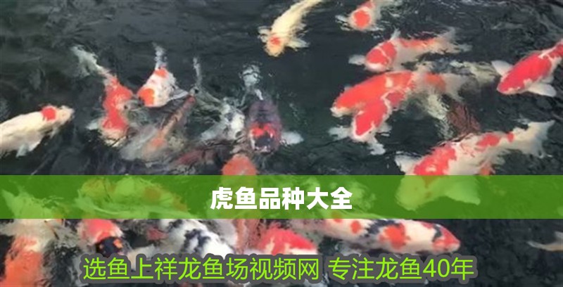 虎魚品種大全