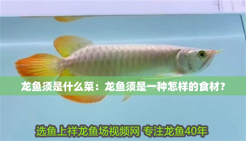 龍魚須是什么菜：龍魚須是一種怎樣的食材？