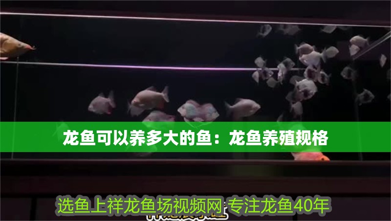 龍魚可以養多大的魚：龍魚養殖規格