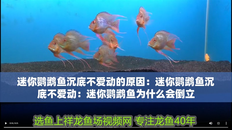 迷你鸚鵡魚沉底不愛動(dòng)的原因：迷你鸚鵡魚沉底不愛動(dòng)：迷你鸚鵡魚為什么會(huì)倒立