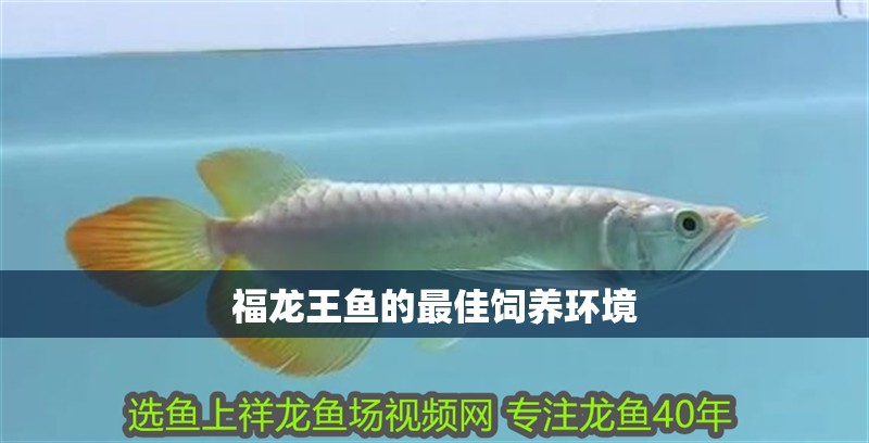福龍王魚的最佳飼養環境