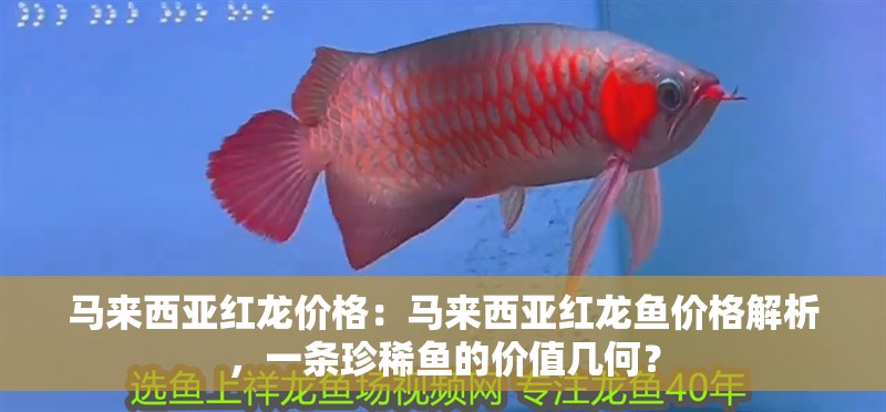 馬來西亞紅龍價格：馬來西亞紅龍魚價格解析，一條珍稀魚的價值幾何？