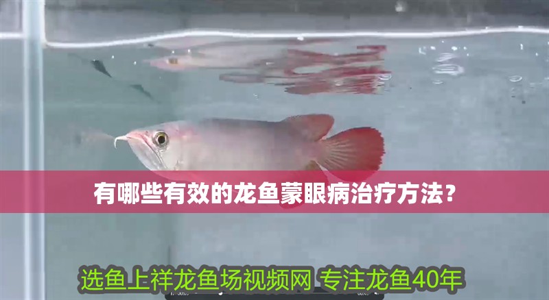有哪些有效的龍魚蒙眼病治療方法？