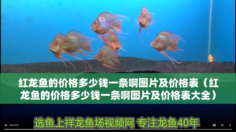 紅龍魚的價格多少錢一條啊圖片及價格表（紅龍魚的價格多少錢一條啊圖片及價格表大全）
