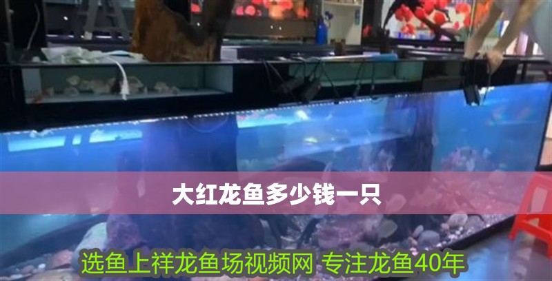 大紅龍魚多少錢一只