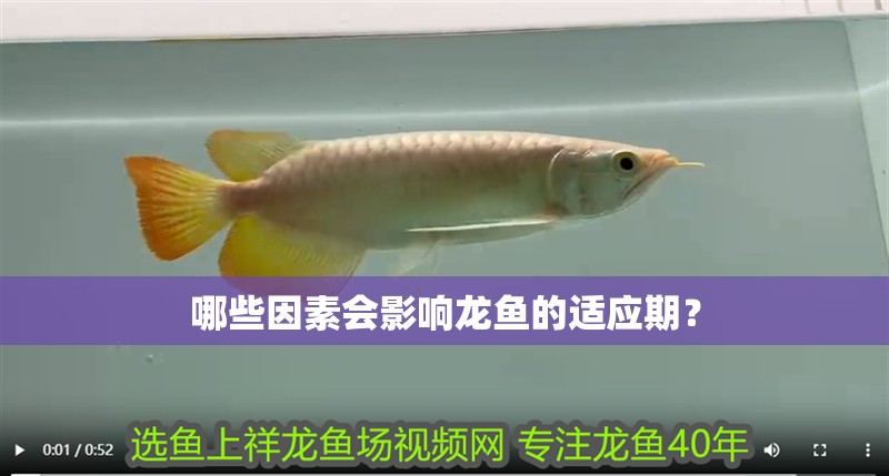 哪些因素會影響龍魚的適應期？