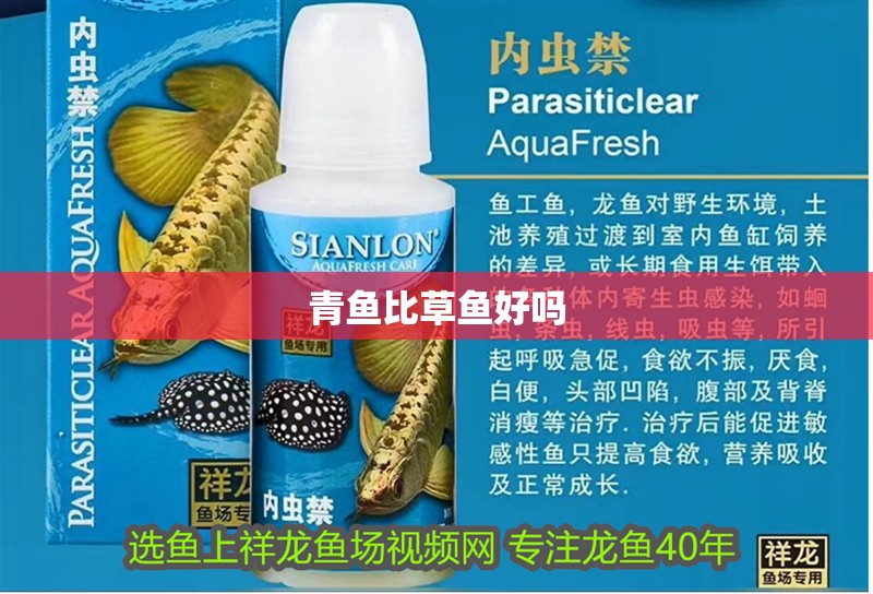 青魚比草魚好嗎