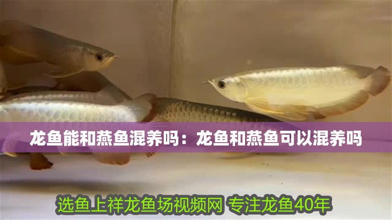 龍魚能和燕魚混養嗎：龍魚和燕魚可以混養嗎