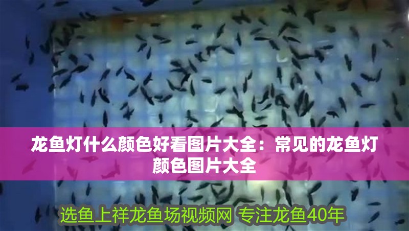 龍魚燈什么顏色好看圖片大全：常見的龍魚燈顏色圖片大全