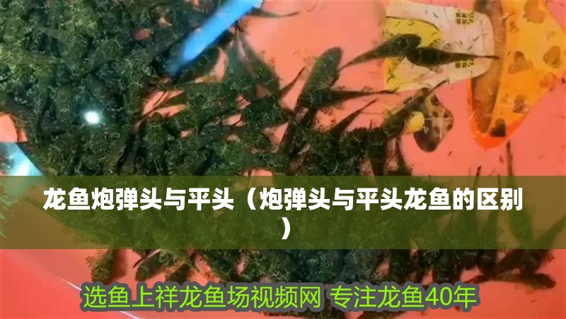 龍魚炮彈頭與平頭（炮彈頭與平頭龍魚的區別）