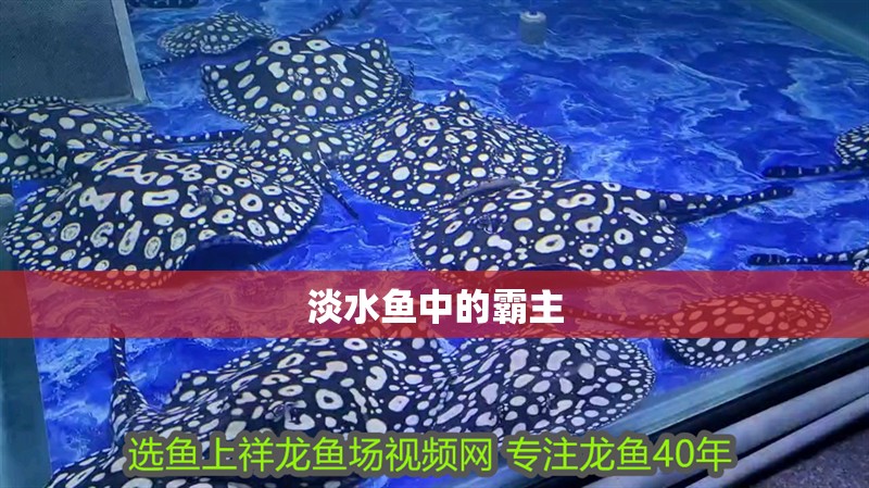 淡水魚中的霸主