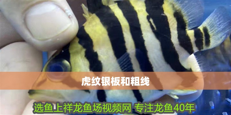 虎紋銀板和粗線