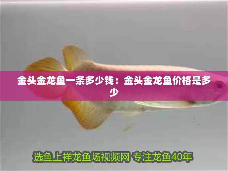 金頭金龍魚一條多少錢：金頭金龍魚價格是多少