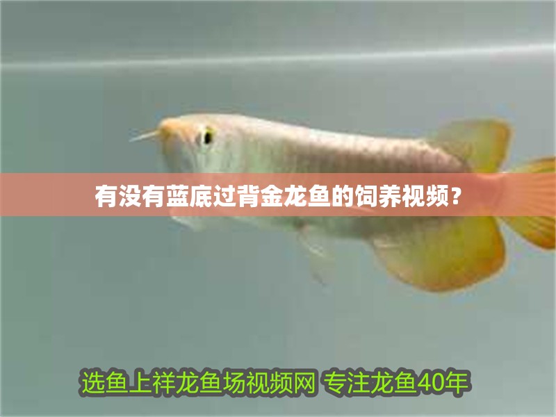 有沒有藍底過背金龍魚的飼養視頻？