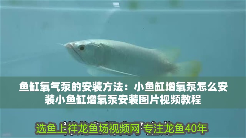 魚(yú)缸氧氣泵的安裝方法：小魚(yú)缸增氧泵怎么安裝小魚(yú)缸增氧泵安裝圖片視頻教程