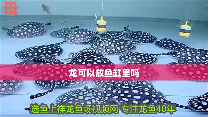 龍可以放魚缸里嗎