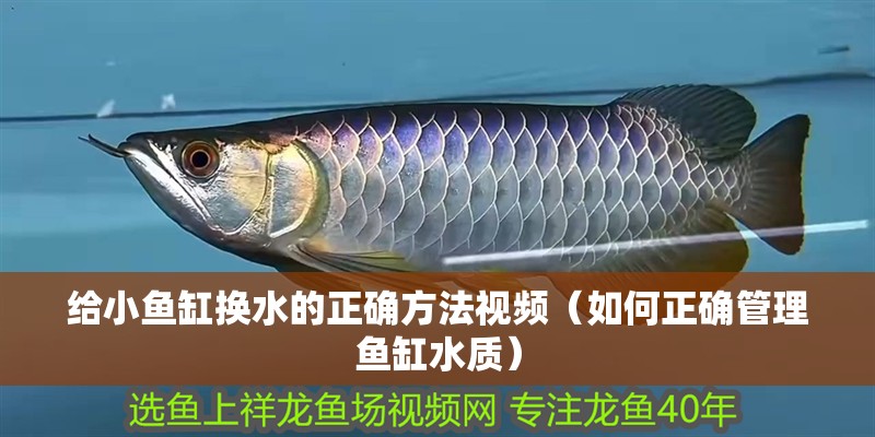 給小魚缸換水的正確方法視頻（如何正確管理魚缸水質）