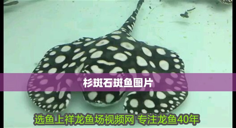 杉斑石斑魚圖片